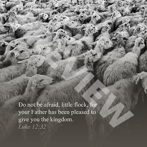 flock_lukePREVIEW