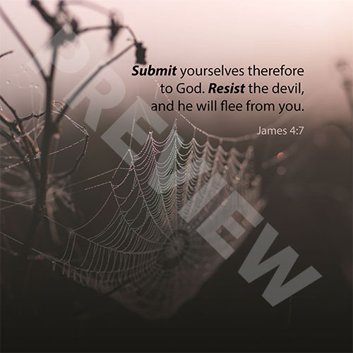 james_spiderwebPREVIEW